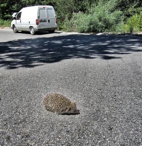 Julie "helped" the hedgehog off the middle of the road using her exceptional hockey skills...